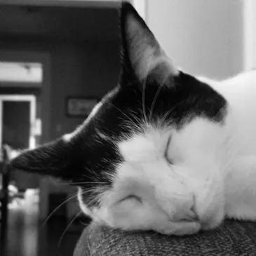 At-home pet burial service