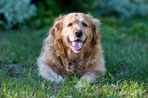 In-Home Pet Euthanasia & Palliative Care Services in Toronto