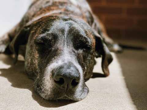 Mobile Dog & Cat Euthanasia Services