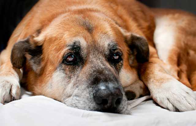 Mobile Toronto Vets Offering In-Home End-Of-Life Services For Pets